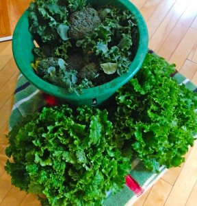 Kale, Broccoli, and Lettuce