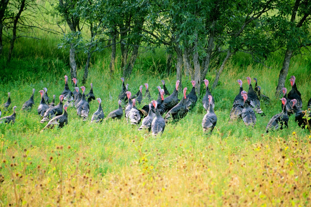 Wild turkeys. photo: thinkstock