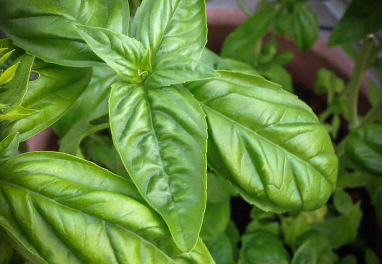 fresh-basil for vegan pesto