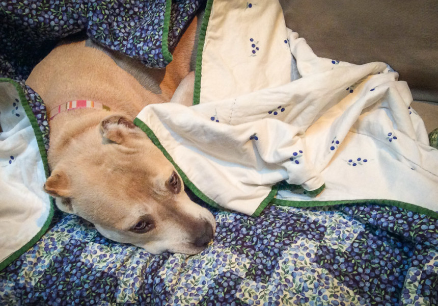 What dogs do on a rainy day