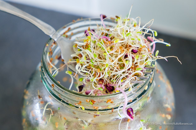 a new batch showing how to grow sprouts