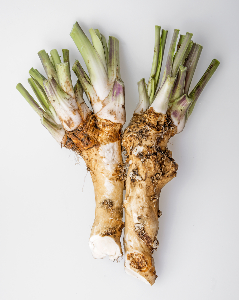 fresh horseradish root on a white surface